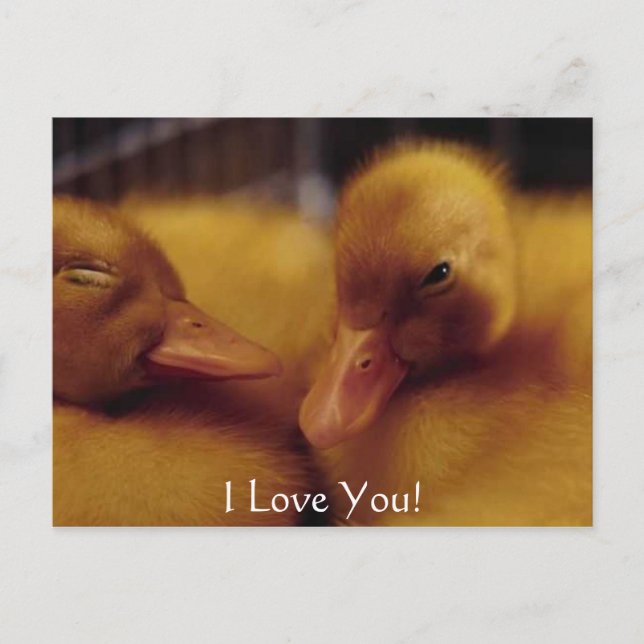 Cartes Pour Fêtes Annuelles De mignons petits canards (Devant)