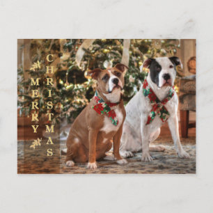 Cartes Pour Fêtes Annuelles Délivrance mignonne Pitbull de Noël et chien de