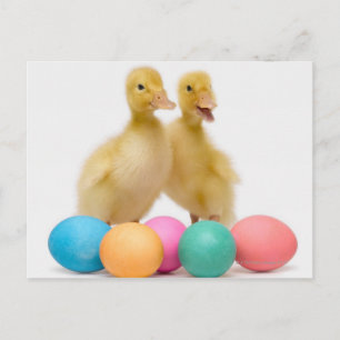 Cartes Pour Fêtes Annuelles Deux canards avec des oeufs de pâques