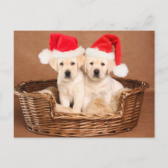 Cartes Pour Fêtes Annuelles Deux Chiots de Noël du laboratoire jaune (Devant)
