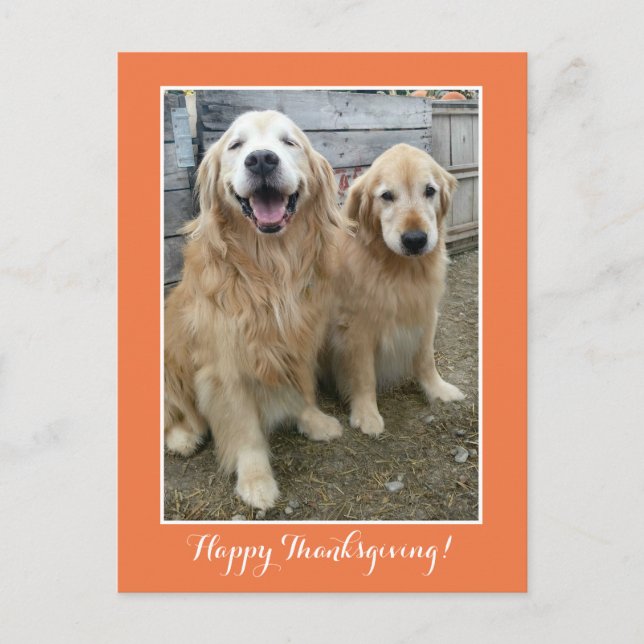 Cartes Pour Fêtes Annuelles Deux mignons Chiens d'or pour l'épreuve Thanksgivi (Devant)