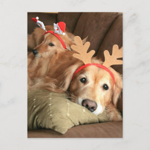 Cartes Pour Fêtes Annuelles Deux Récupérateurs d'or de Noël