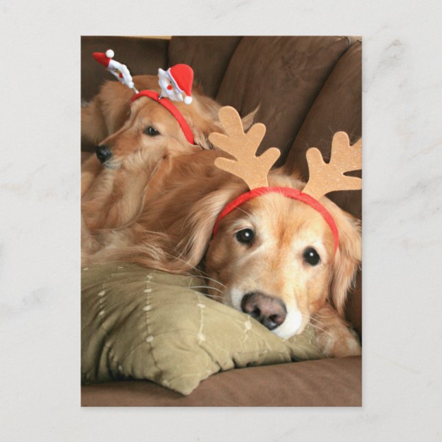 Cartes Pour Fêtes Annuelles Deux Récupérateurs d'or de Noël (Devant)