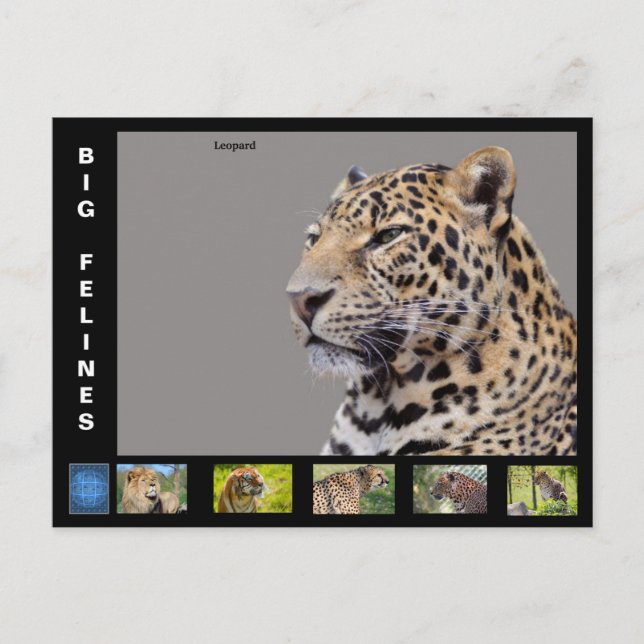 Cartes Pour Fêtes Annuelles Différents gros chats (Devant)