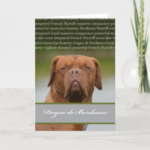 Cartes Pour Fêtes Annuelles Dogue de Bordeaux, description de race de chien