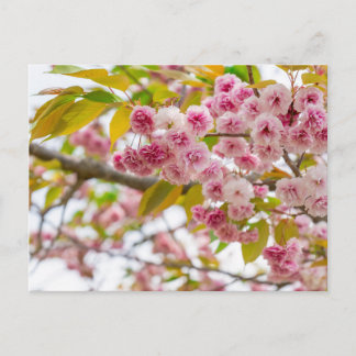 Cartes Pour Fêtes Annuelles double cherry blossoms