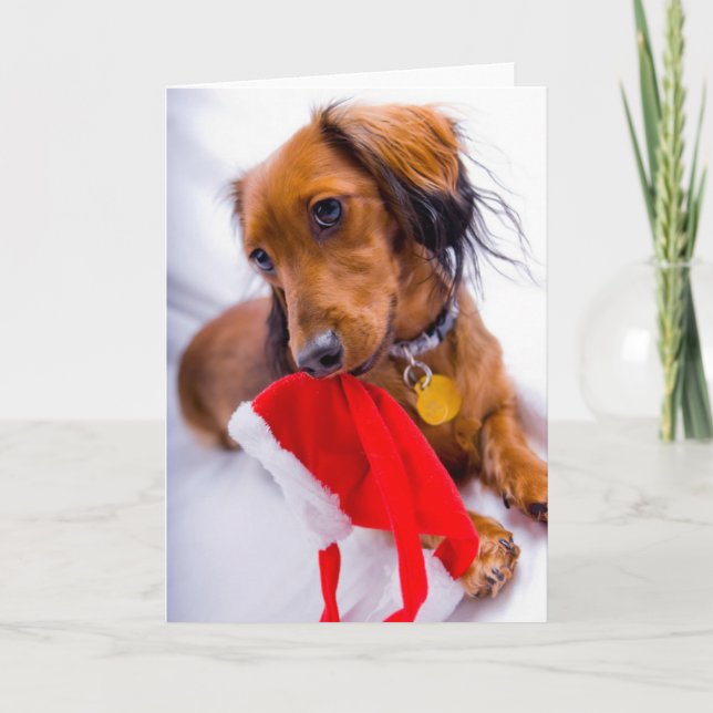 Cartes Pour Fêtes Annuelles Doux rouge cheveux longs Dachshund (Devant)