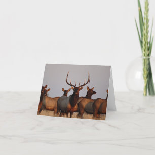 Cartes Pour Fêtes Annuelles E66 Élan mâle et femelles