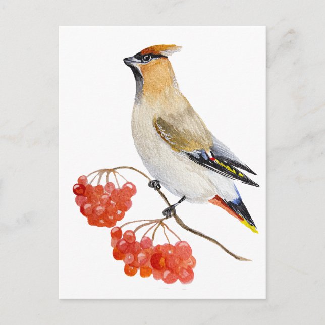 Cartes Pour Fêtes Annuelles Écirage d'oiseaux de la forêt d'aquarelle (Devant)