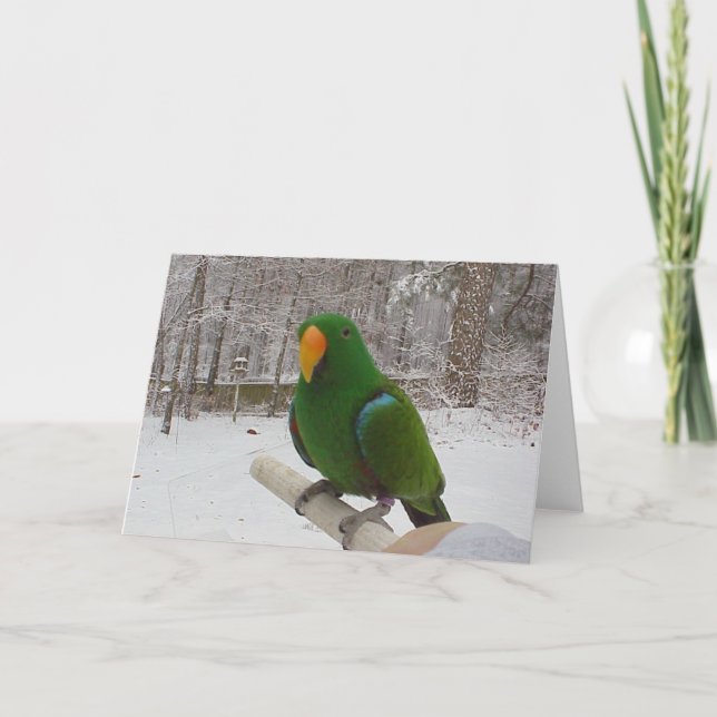 Cartes Pour Fêtes Annuelles Eclectus Parrot (Devant)