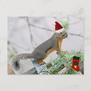 Cartes Pour Fêtes Annuelles Écureuil de Noël avec réserve de Noël