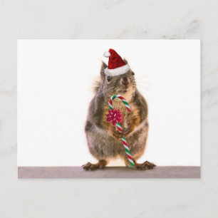 Cartes Pour Fêtes Annuelles Écureuil de Noël avec Sucre de canne