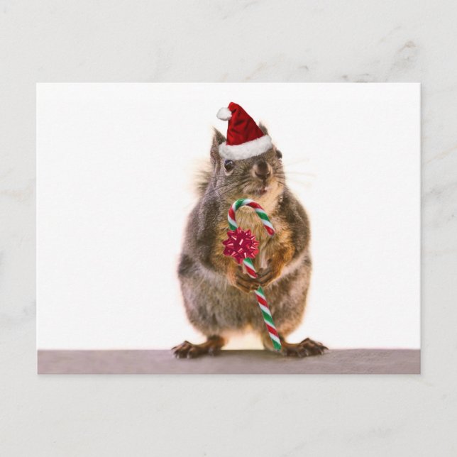 Cartes Pour Fêtes Annuelles Écureuil de Noël avec Sucre de canne (Devant)