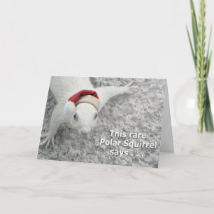 Cartes Pour Fêtes Annuelles Écureuil de Noël rare
