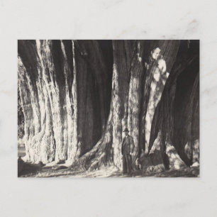 Cartes Pour Fêtes Annuelles El Arbol del Tule Arbre vieille photo au Mexique o