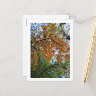 Cartes Pour Fêtes Annuelles Elegant Autumn Holiday Postcard