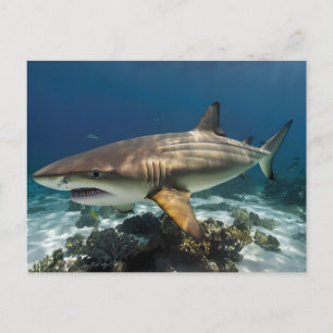 Cartes Pour Fêtes Annuelles Elégant requin bleu et blanc Personnalisé