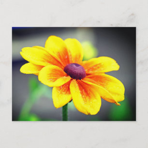 Cartes Pour Fêtes Annuelles Élégante Fleur orange jaune simple Dahlia