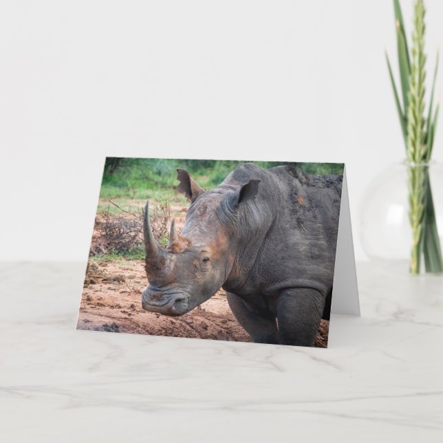 Cartes Pour Fêtes Annuelles Endangered rhino, Afrique du Sud (Devant)