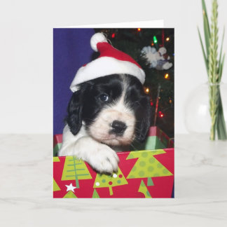 Cartes Pour Fêtes Annuelles Épagneul de springer anglais noir et blanc