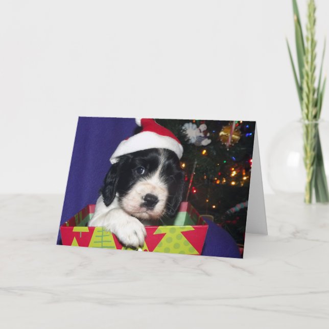 Cartes Pour Fêtes Annuelles Épagneul de springer anglais noir et blanc (Devant)