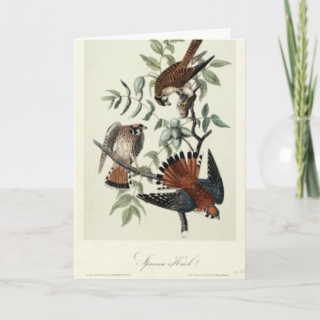 Cartes Pour Fêtes Annuelles Éperviers (Devant)