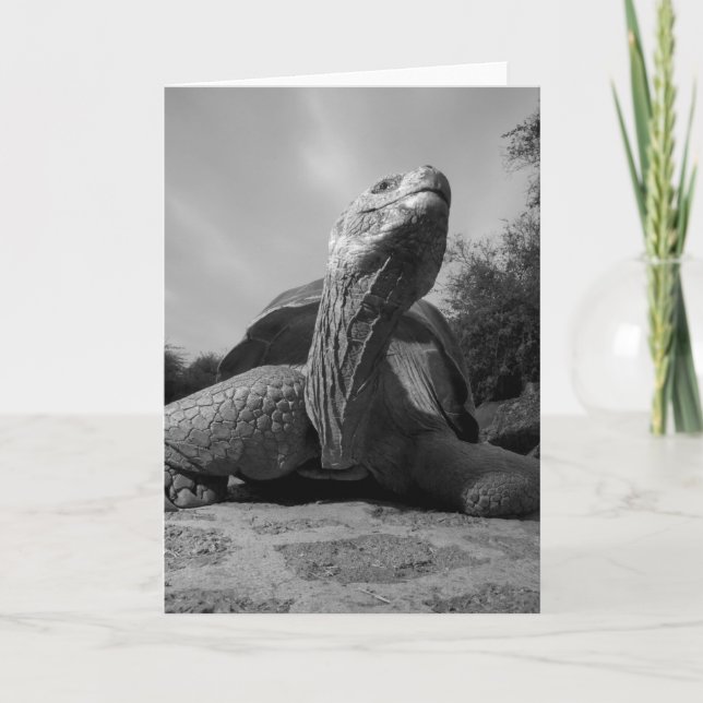 Cartes Pour Fêtes Annuelles Équateur, Parc national des îles Galapagos, Père N (Devant)