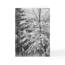 Érable En Neige