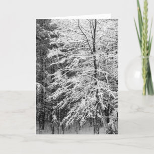 Cartes Pour Fêtes Annuelles Érable En Neige