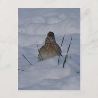 Cartes Pour Fêtes Annuelles Eurasian Skylark Bird Close Up DIY Postcard