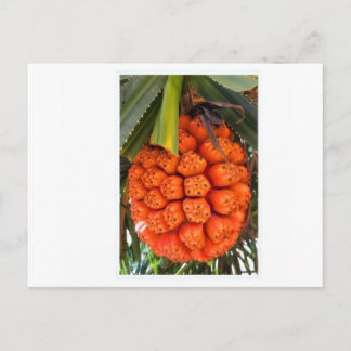 Cartes Pour Fêtes Annuelles Exotic Sea Pandanus - Edible Rare Tropical Coastal