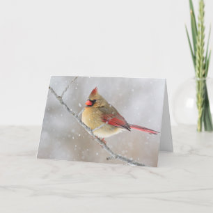 Cartes Pour Fêtes Annuelles Female Cardinal in Snow
