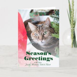 Cartes Pour Fêtes Annuelles Femme chat tabby aux yeux bleus en train de regard