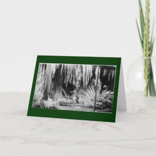 Cartes Pour Fêtes Annuelles Fenêtre de Noël de Frederick et du Nelson -