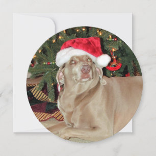 Cartes Pour Fêtes Annuelles Fête de chien Weimaraner ronde personnalisée