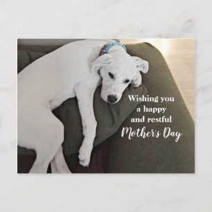 Cartes Pour Fêtes Annuelles Fête des Mères Chiot Blanc Mignon Fatigué Holida