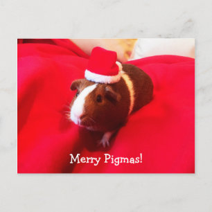 Cartes Pour Fêtes Annuelles Fêtes de Noël du Cochon de Guinée
