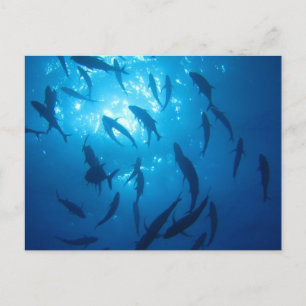 Cartes Pour Fêtes Annuelles Feu solaire de poisson sous la mer