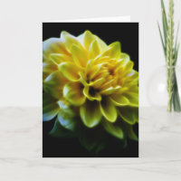 Fleur Dahlia et signification