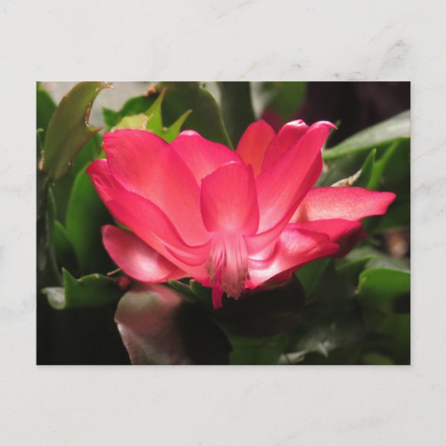 Cartes Pour Fêtes Annuelles Fleur de cactus de thanksgiving (Devant)
