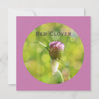 Fleur de Clocher rouge sur Magenta
