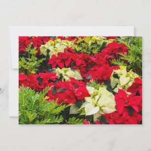 Cartes Pour Fêtes Annuelles Fleur de Noël rouge Poinsettia