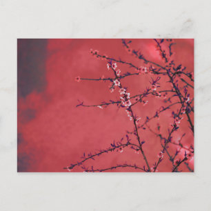 Cartes Pour Fêtes Annuelles Fleur de printemps sur fond rouge