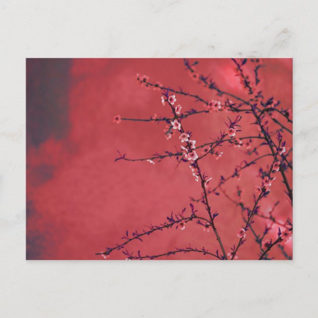 Cartes Pour Fêtes Annuelles Fleur de printemps sur fond rouge (Devant)