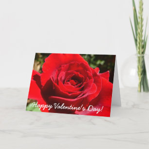 Cartes Pour Fêtes Annuelles Fleur rose rouge vif Belle florale