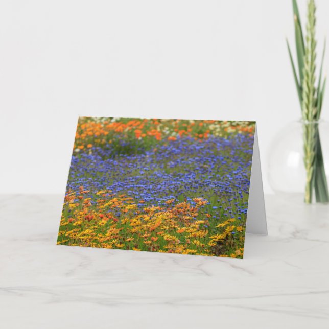 Cartes Pour Fêtes Annuelles Fleurs autochtones, Le Cap (Devant)