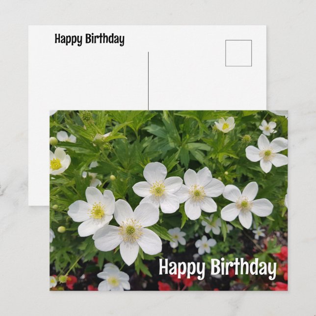 Cartes Pour Fêtes Annuelles Fleurs blanches Joyeux anniversaire. Anemone canad (Devant / Derrière)