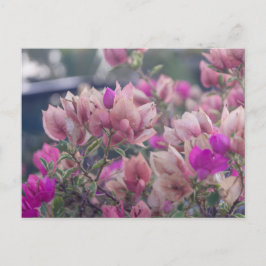 Cartes Pour Fêtes Annuelles Fleurs de Bougainvilliers