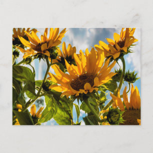 Cartes Pour Fêtes Annuelles Fleurs de soleil au soleil été