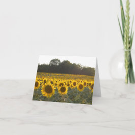 Cartes Pour Fêtes Annuelles Fleurs de soleil en France